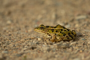 Northern leopard frog, portrait, Lithobates pipiens, in wild in Minnesota.