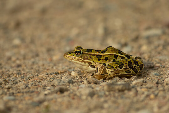 Northern leopard frog, portrait, Lithobates pipiens, in wild in Minnesota.