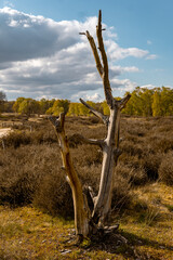 Toter Baum