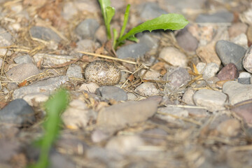 Common Night hawk, Chordeiles minor egg, nest, Minnesota. 