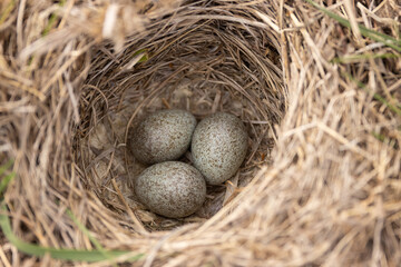Horned lark nest and eggs, Eremophila alpestris, in spring time in Minnesota.