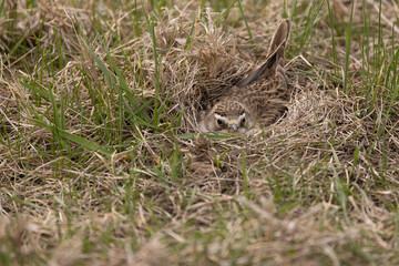 Horned lark female, Eremophila alpestris, incubating, in Minnesota, USA.