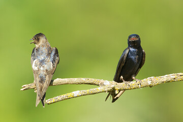 Purple Martin, male and female, Pronge subis,  taken in wild, in Minnesota,.