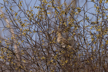 Bonasa umbellus, Ruffed grouse, hiding in a tree.