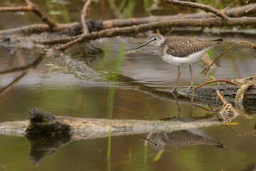 Solitary sandpiper, Tringa solitaria, fresh water shorebird nesting in trees.
