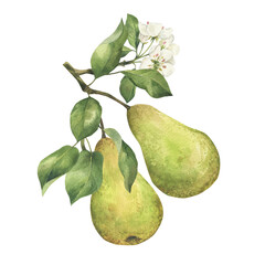 Green pear branch with flower and leaves watercolor illustration isolated on white. Hand drawn blooming fruit tree branch label template