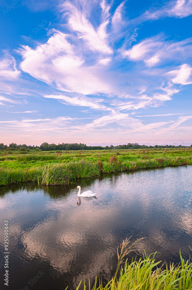 Wall mural scenic view of a swan swimming in a ditch below a beautiful partly cloudy sky in the wide open dutch