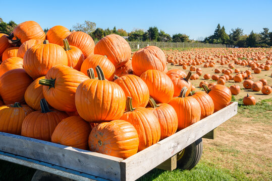 Pile of big pumpkins on a cart in front of a pumpkin patch on a sunny autumn day