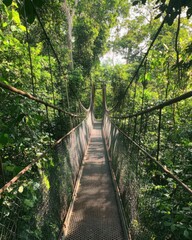 A long suspension bridge stretches across lush, dense jungle foliage, inviting viewers into a verdant, serene landscape.