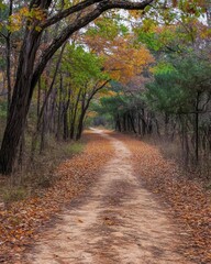 Obraz premium Autumn Forest Path