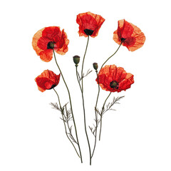 Obraz premium PNG Red poppies arranged with green stems and buds