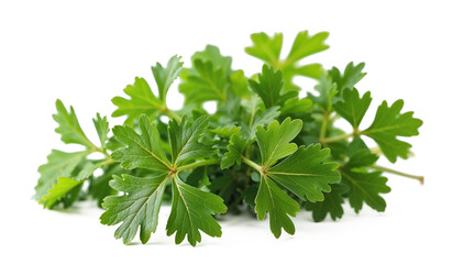 Fresh Vibrant Parsley Isolated on White Background - Cooking Concept, Ingredients and Healthy Nutrition.