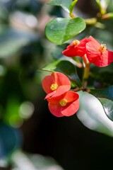 Euphorbia Geroldi red lowers on a nature background, succulent plant flowering in the botanical garden