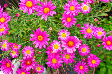 Field of pink color daisies, view from above
