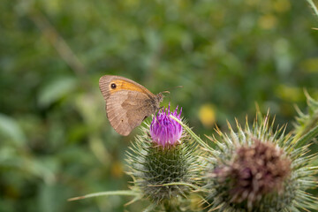 close-up of a meadow brown butterfly (Maniola jurtina) feeding on a thistle flower
