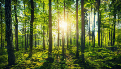 Fototapeta premium Panoramic view of a vibrant spring forest with sunlight filtering through tall tree trunks and green foliage, showcasing a serene natural landscape.