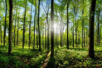 Panoramic view of a vibrant spring forest with sunlight filtering through tall tree trunks and green foliage, showcasing a serene natural landscape.