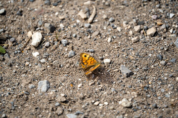 close-up of a Wall brown butterfly (Lasiommata megera)