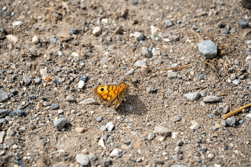 close-up of a Wall brown butterfly (Lasiommata megera)