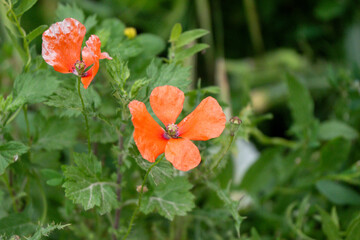 close-up of a flowering papaver dubium red poppy (long-headed poppy, blindeyes) 