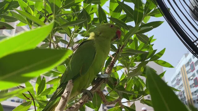 Bright green parakeet perched among thick leaves, gazing toward camera with urban background.