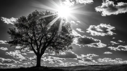 A lone tree silhouetted against a bright sun with rays piercing through the clouds. Black and white photograph.