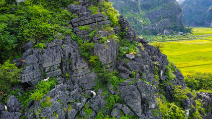 Mountain goats in Ninh Binh, Vietnam, seen from above