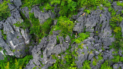 Mountain goats in Ninh Binh, Vietnam, seen from above