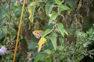 close-up of a meadow brown butterfly (Maniola jurtina) feeding