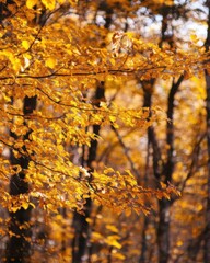 Golden Autumn Leaves