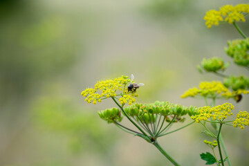 close-up of a honey bee (Apis mellifera) feeding on wild parsnip (Pastinaca sativa) flowers