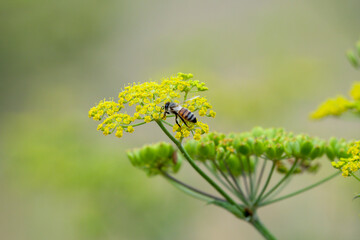 close-up of a honey bee (Apis mellifera) feeding on wild parsnip (Pastinaca sativa) flowers