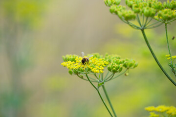 close-up of a honey bee (Apis mellifera) feeding on wild parsnip (Pastinaca sativa) flowers