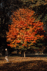 autumn park in the park