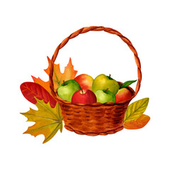 Apple basket and autumn leaves clip art, watercolor realistic botanical illustration, for prints, invitations, cards for the autumn holidays Thanksgiving, Halloween, harvest festival, farmer's market.