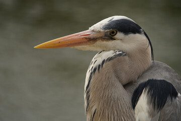 Grey Heron Portrait