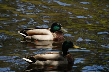 Obraz premium Swimming Mallard Drakes