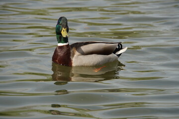Dominant Mallard Drake
