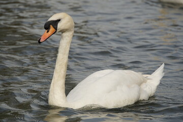 Swimming Mute Swan