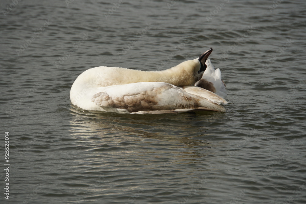 Sticker Flaunting Mute Swan