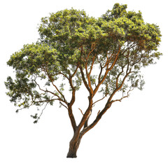 PNG A tall tree with lush green foliage against white