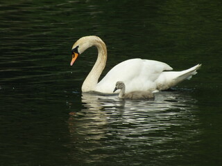 Mute Swan Family 3