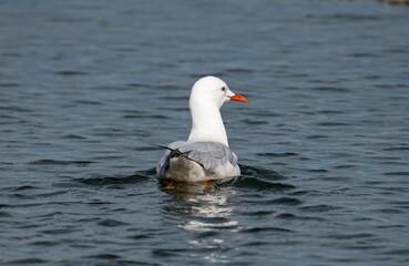 Bird were scattered on water of lake