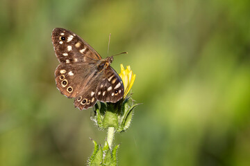 Close up of a Speckled Wood butterfly perched on yellow flower head with soft green bokeh