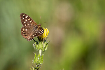 Close up of a Speckled Wood butterfly perched on yellow flower head with soft green bokeh