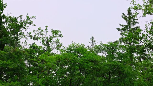 Gloomy summer day with rain, showing forest trees swaying gently in the breeze.