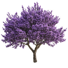 Obraz premium PNG Purple flowering tree in vibrant bloom