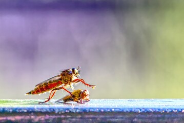 robber fly and its victim