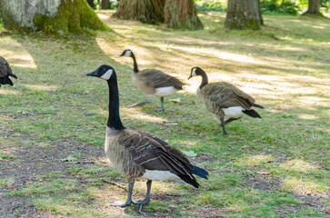 Canadian geese in Stanley Park, Vancouver, BC, Canada