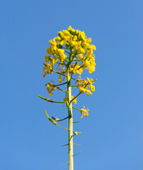 Blooming canola in strong sunlight early morning